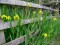 Iris  Amarela - 10 sementes