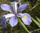 Iris Virginica Shrevei - 10 sementes