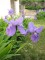 Iris tectorum - 15 sementes