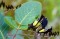 Kennedia Nigricans - 5 sementes