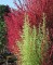 Kochia - Cipreste de Verão, Arbusto de Fogo - 30 sementes