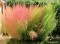 Kochia - Cipreste de Verão, Arbusto de Fogo - 30 sementes