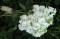 Matiola Incana Branca - 25 sementes