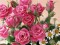 Rosa Cor de Rosa - 15 sementes