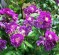 Rosa Trepadeira Purple - 15 sementes