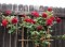 Rosa Trepadeira Vermelha - 15 sementes