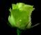 Rosa Verde - 15 sementes