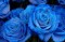 Rosa Azul - 15 sementes