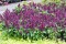 Salvia Purple - 30 sementes