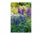 Salvia farinacea Benth - Salvia Azul  - 30 sementes