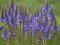 Verbena Americana Azul - 30 sementes