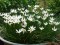 Zephyranthes Branco - 'Zephyranthes Candida' 3 unid