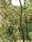  Kangaroo Paw - Anigozanthos flavidus GREEN - 20 sementes