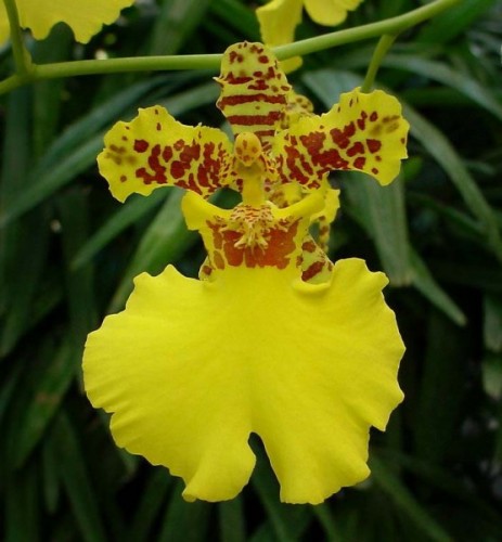 Orquídea Oncidium - 'Chuva de Ouro'