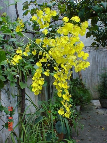 Orquídea Oncidium - 'Chuva de Ouro'