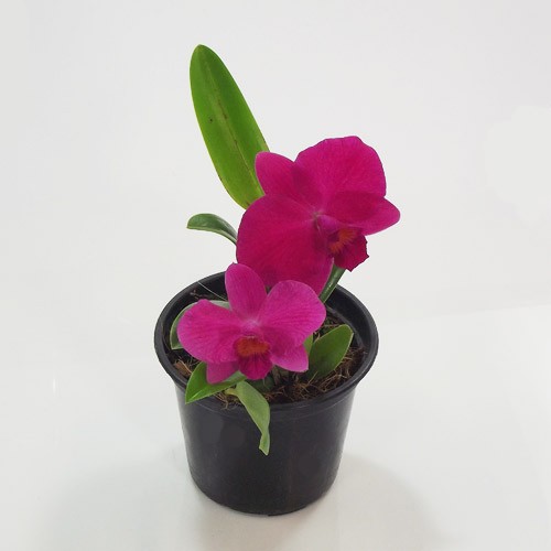 Orquídea Cattleya Rosa Palhoça - 3 anos