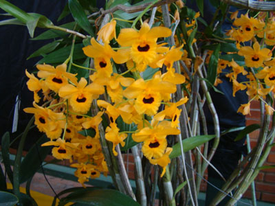 Orquídea Dendrobrium Amarelo - D1