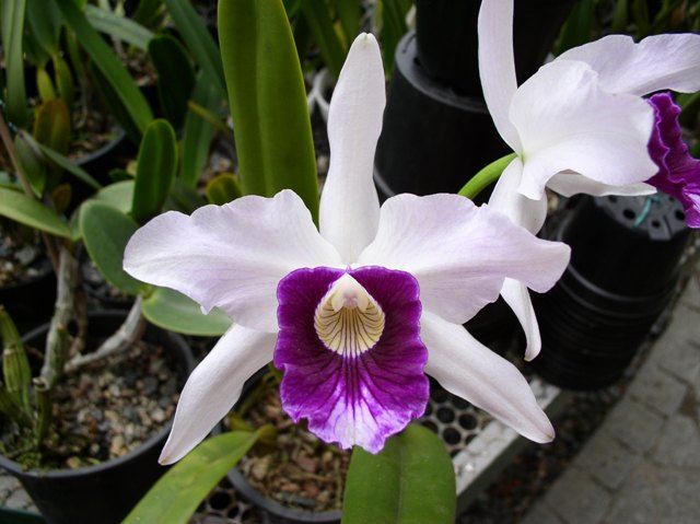 Orquidea Laelia Purpurata Vinicolor - 4 anos - 559