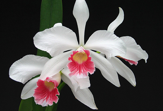 Orquídea Laelia purpurata carnea