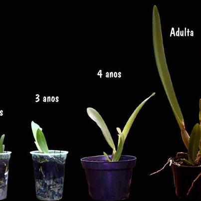 Orquidea Phalaenopsis Mixed - 3 anos