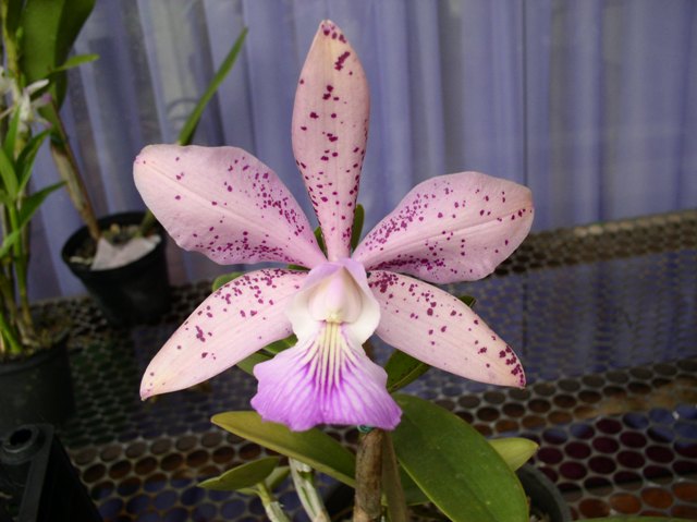 Orquídea (C. Aclandiae x C. Kerchoveana) x C. Nobilor - 4 anos - 650
