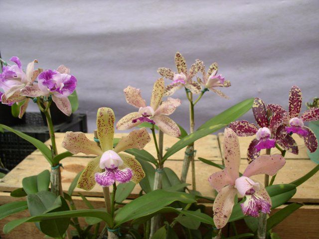 Orquidea cattleya Corcovado - Adulta - 595-0