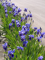 Découvrir 48 kuva iris azul planta 