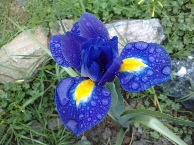 Iris Hollandica Azul - 'Blue Magic'
