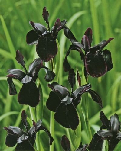 Irís Negra - 5 sementes