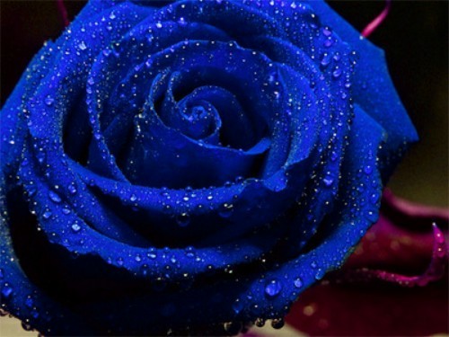 Rosa Azul - 15 sementes