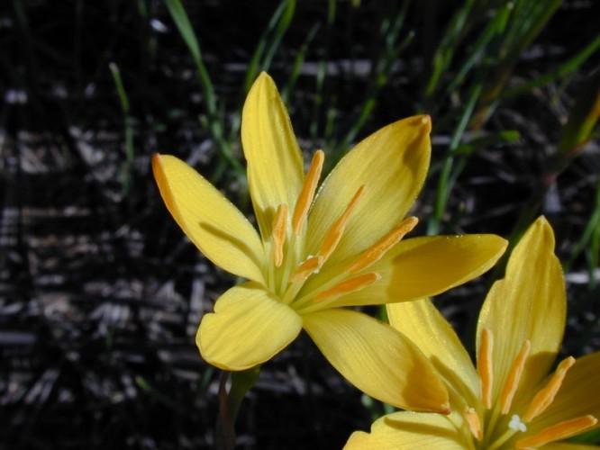 Zephyranthes Amarelo - 'Zephyranthes Citrina' 1 unid