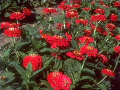 Zinnia - Zínia Elegans Vermelha- 25 sementes